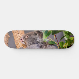 Sweet kleine koala skateboard