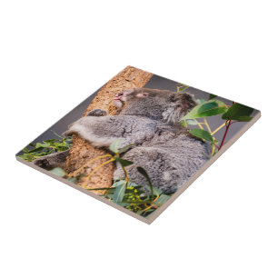 Sweet kleine koala tegeltje
