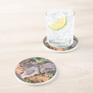 Sweet kleine koala zandsteen onderzetter