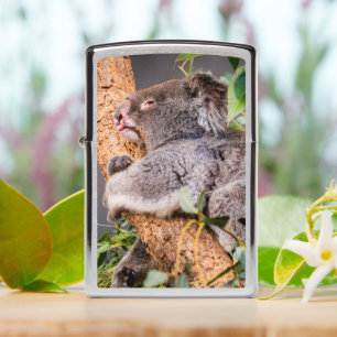 Sweet kleine koala zippo lichter