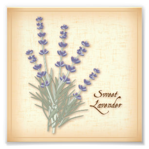Sweet Lavender Foto afdrukken Afdruk