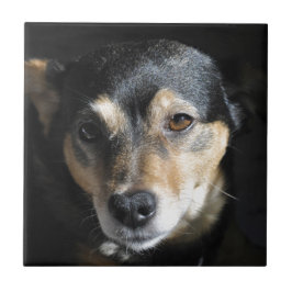 Sweet Little Dog Posing for the Camera Tegeltje