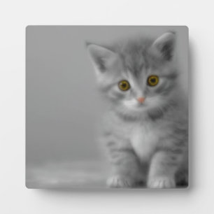 Sweet Little Kitten Fotoplaat