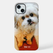 Sweet Malshi (Verso)