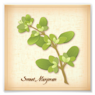 Sweet Marjoram Herb Foto afdrukken Foto Afdruk