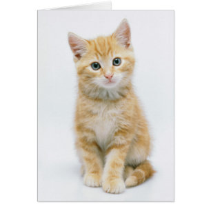 Sweet Orange Tabby