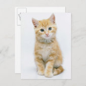 Sweet Oranje Tabby Briefkaart (Voorkant / Achterkant)
