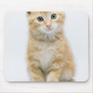 Sweet Oranje Tabby Muismat