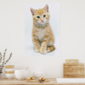 Sweet Oranje Tabby Poster (Keuken)