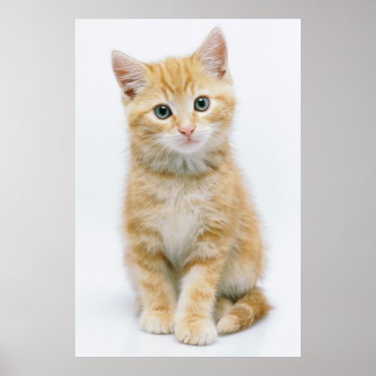 Sweet Oranje Tabby Poster (Voorkant)