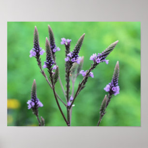 Sweet Paarse Vervain Wildflower Poster
