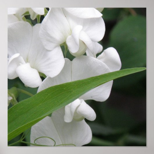 Sweet Pea — Afdruk Poster (Voorkant)