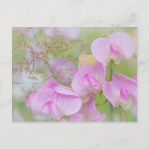 Sweet Pea Blossoms   Seabeck, WA Briefkaart