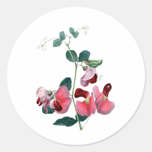 Sweet Pea Classic ronde Sticker (Voorkant)