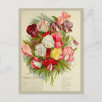 Sweet Pea Flower Boeket Zaden Catalogus