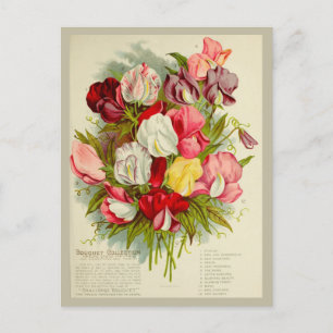  Sweet Pea Flower Boeket Zaden Catalogus Briefkaart