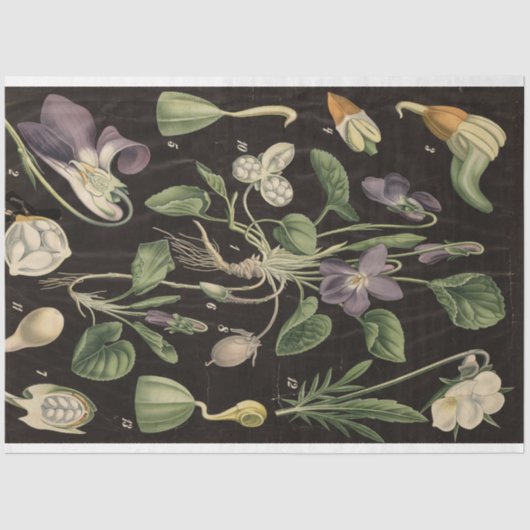 Sweet Pea-ontkoppelpapier Tissuepapier (Voorkant)