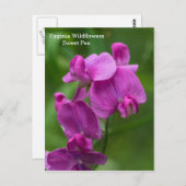 Sweet Pea Virginia Pink Wildflower Briefkaart (Voorkant / Achterkant)