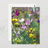 SWEET PEAS BRIEFKAART (Voorkant / Achterkant)