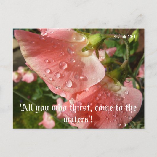 Sweet Peas Briefkaart (Voorkant)