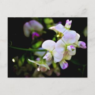 Sweet Peas Briefkaart