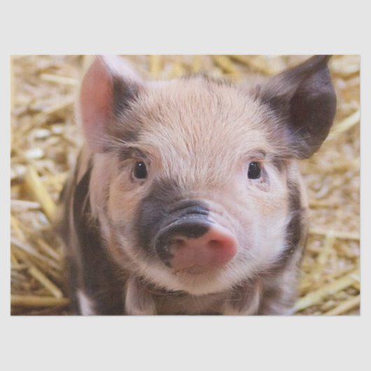 Sweet Piglet Tissuepapier (Voorkant)