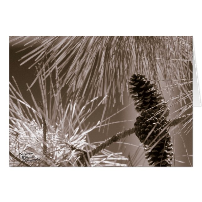 Sweet Pine Cone (5.0) (Voorkant Horizontaal)