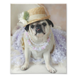 Sweet Pug in stro Pet Print Foto Afdruk