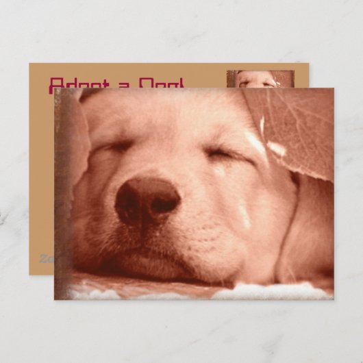 Sweet Puppy - Adoptez une carte postale de chien (Devant / Derrière)