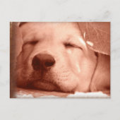 Sweet Puppy - Adoptez une carte postale de chien (Devant)