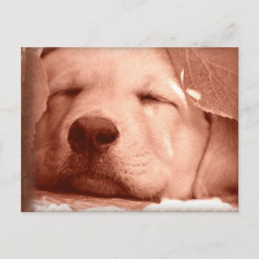Sweet Puppy - Adoptez une carte postale de chien (Devant)