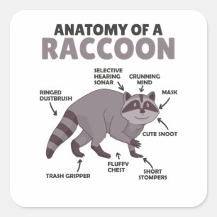 Sweet Raccoon-anatomie van een raket Vierkante Sticker