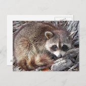 Sweet Raccoon Briefkaart (Voorkant / Achterkant)