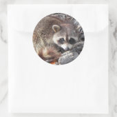 Sweet Raccoon Ronde Sticker (Tas)