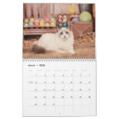 Sweet Ragdoll Kittens Kalender (Mar 2026)