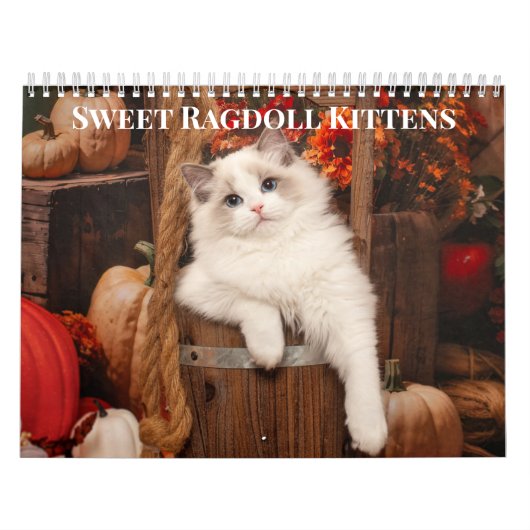 Sweet Ragdoll Kittens Kalender (Hoes)