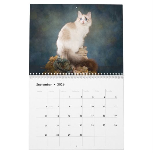 Sweet Ragdoll Kittens Kalender (Sep 2026)