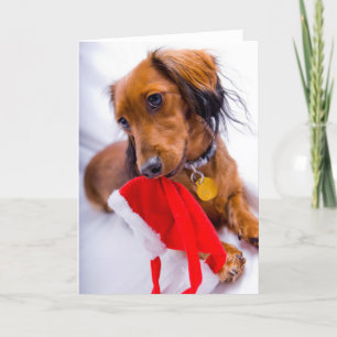 Sweet Red Long Hair Dachshund Feestdagen Kaart