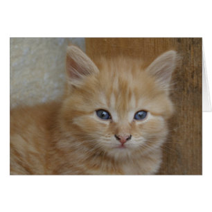 Sweet Red Tabby Tomcat Kitten