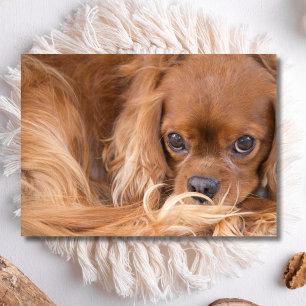 Sweet Ruby Cavalier King Charles Spaniel Kaart