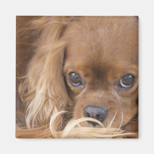 Sweet Ruby Cavalier King Charles Spaniel Magneet