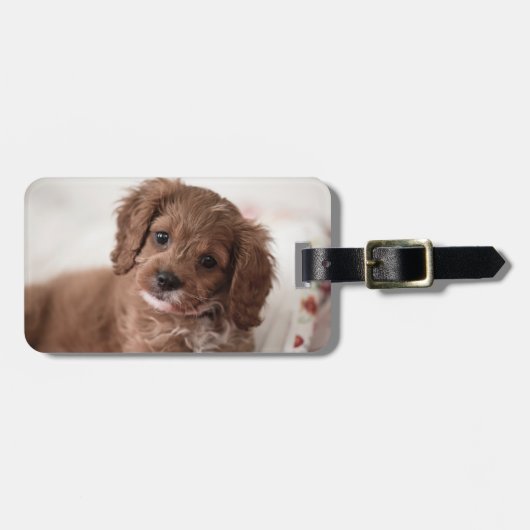 Sweet Ruby Cavapoo Puppy Dog Bagagelabel (Voorkant horizontaal)