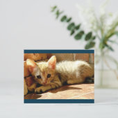 Sweet Sad Kitten Briefkaart (Staand voorkant)