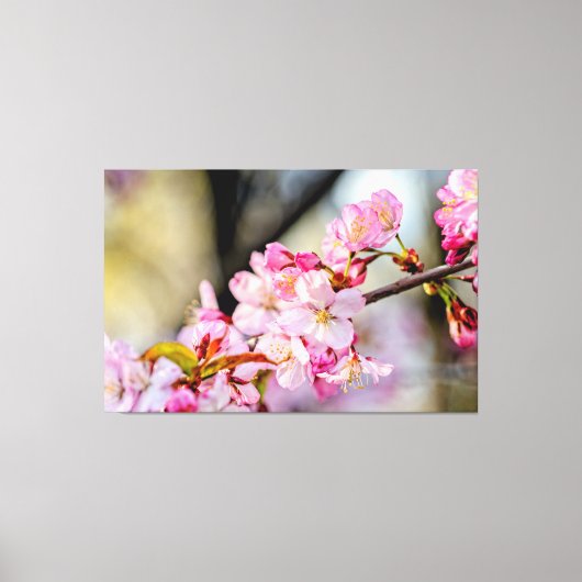 Sweet Sakura-bloemen in de tuin in Springtime Canvas Afdruk (Voorkant)
