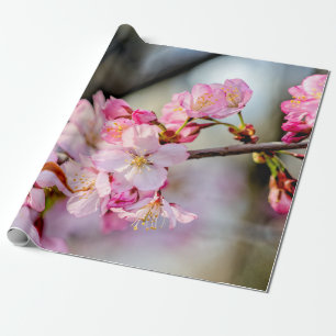 Sweet Sakura Flowers in Springtime Cadeaupapier