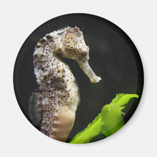 Sweet Seahorse Magneet (Voorkant)