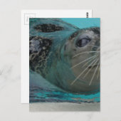 Sweet Seal Briefkaart (Voorkant / Achterkant)