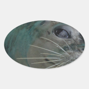 Sweet Seal Ovale Sticker