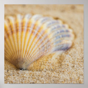 Sweet Seashell Poster