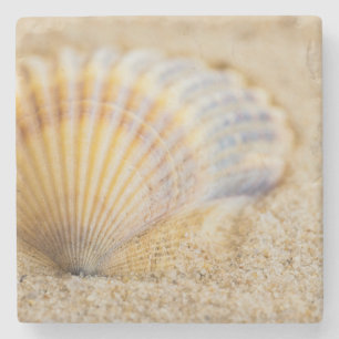 Sweet Seashell Stenen Onderzetter